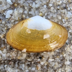Coecella horsfieldii