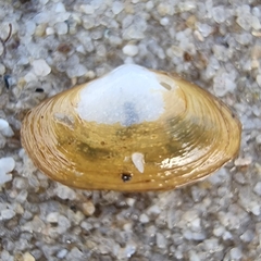 Coecella horsfieldii