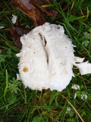 Coprinus comatus
