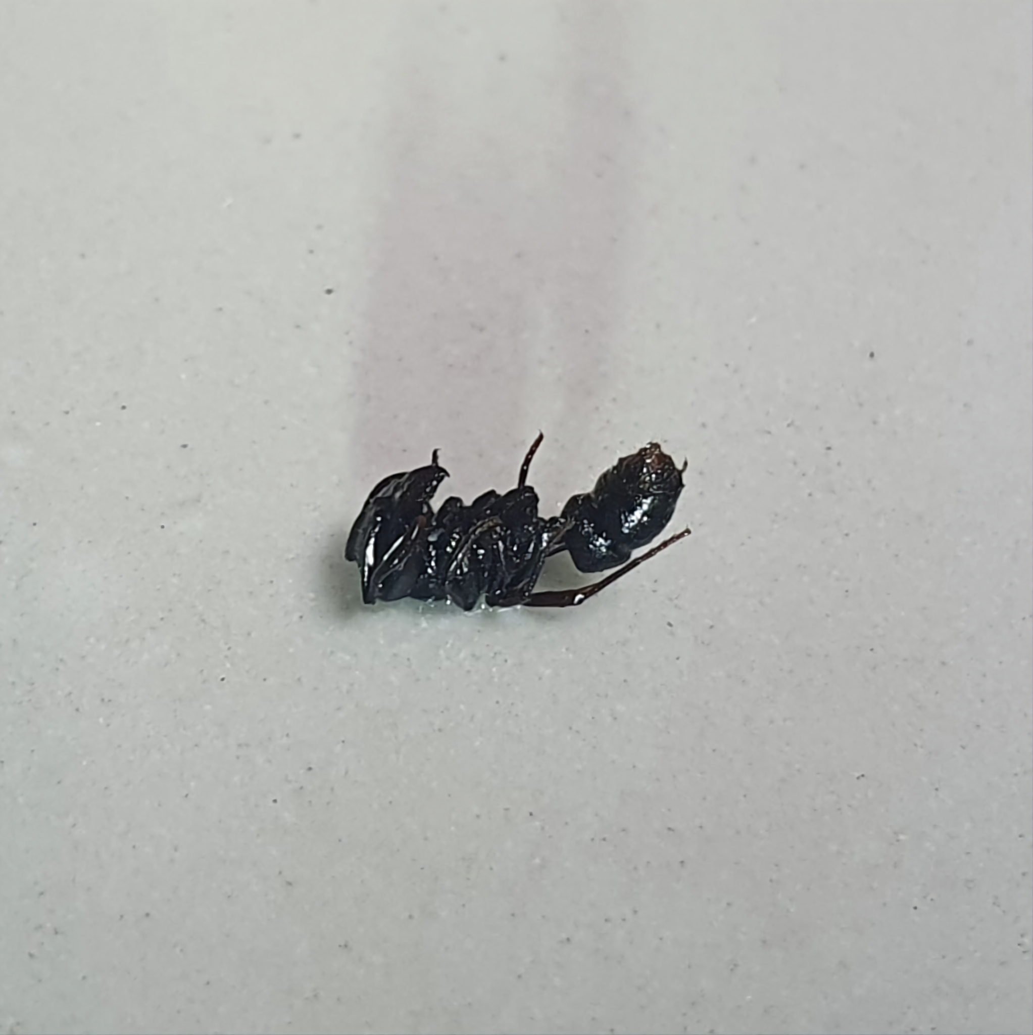 Ectomomyrmex