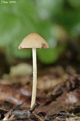 Conocybe
