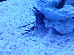 Pterois