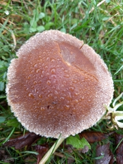 Basidiomycota