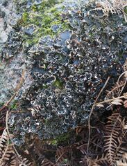 Peltigera hymenina