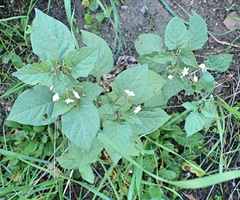 Solanum nigrum