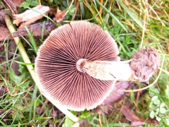 Basidiomycota