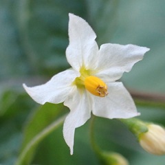Solanum nigrum