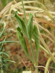 Pterocephalus plumosus