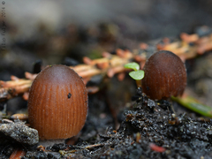Coprinellus angulatus
