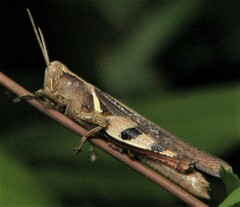 Stenocatantops angustifrons