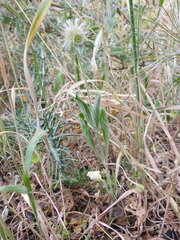 Pterocephalus plumosus