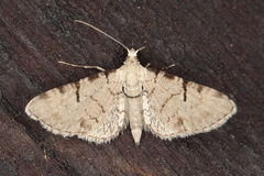 Eupithecia sagittata