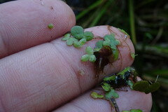 Lemna turionifera