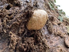 Volvariella bombycina