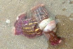 Calliactis parasitica