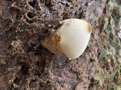 Volvariella bombycina
