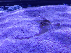 Pteroplatytrygon violacea