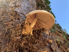Volvariella bombycina
