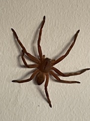Palystes superciliosus