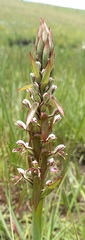 Satyrium cristatum