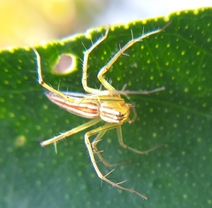 Oxyopes elegans