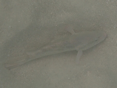 Epinephelus coioides