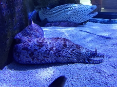 Enchelycore pardalis
