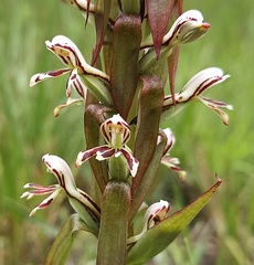 Satyrium cristatum