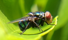 Chrysomya megacephala