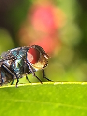 Chrysomya megacephala