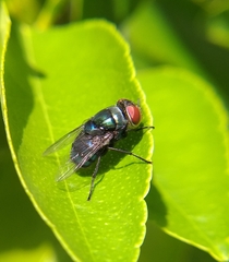 Chrysomya megacephala