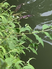 Calopteryx splendens