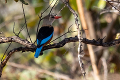 Halcyon leucocephala