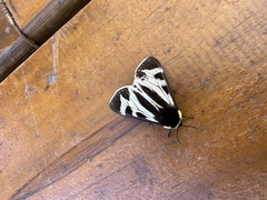 Dysschema innominatum