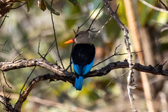 Halcyon leucocephala
