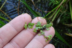 Lemna turionifera