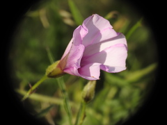 Convolvulus althaeoides