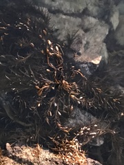 Phyllospora comosa