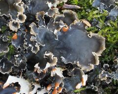 Peltigera hymenina
