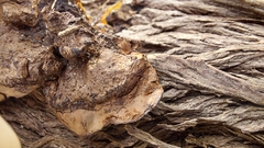 Fuscoporia gilva