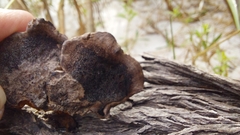 Fuscoporia gilva