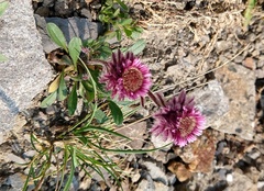 Erigeron eriocephalus