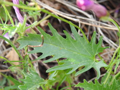 Convolvulus althaeoides