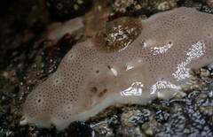 Lissoclinum perforatum