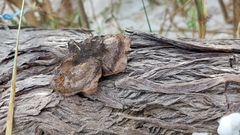 Fuscoporia gilva