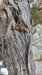 Fuscoporia gilva