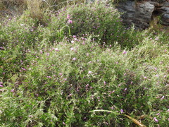 Convolvulus althaeoides