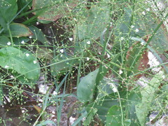Alisma lanceolatum