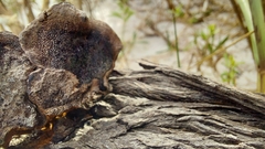 Fuscoporia gilva