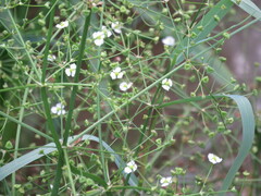 Alisma lanceolatum